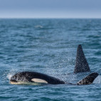 Orca, Iceland.