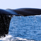 Sperm whale in the Azores