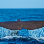 Sperm whale in the Azores