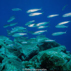 Schooling fish in Desertas, Madeira