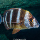 Zebra bream in Desertas, Madeira