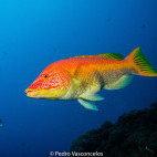 Barred hogfish in Garajau, Madeira
