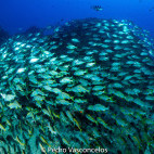 Big eye snapper school in Garajau, Madeira