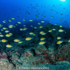 Reef and Atlantic damselfish in Garajau, Madeira
