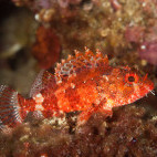 Madeira rockfish