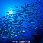 Sea bream in Madeirense, Madeira