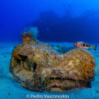 Wreck and black-tailed comber fish in Madeirense, Madeira