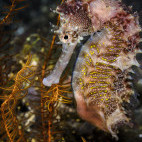 Seahorse in Madeira