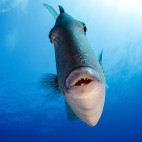 Triggerfish in Madeira