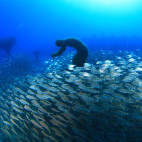 Schooling grunt fish at Museo Atlantico in Lanzarote.