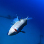 Grey triggerfish in Lanzarote.
