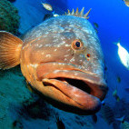 Dusky grouper in Lanzarote.