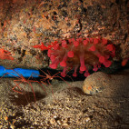 Arrow crabs & red anemone in Lanzarote.