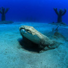 Angel shark in Lanzarote.