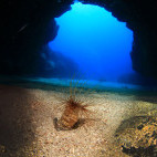 Tube anemone in Lanzarote.