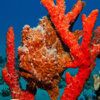 Giant frogfish