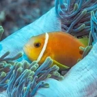 Anemonefish in the Maldives