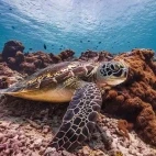 Green turtle in the Maldives