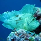 Leaf fish in the Maldives