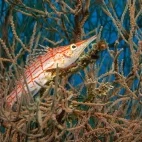 Long-nose hawkfish in the Maldives