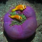 Anemonefish in the Maldives