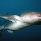 A nurse shark in the Baa Atolls, Maldives.