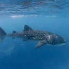 Whale shark & manta rays in the Maldives