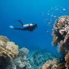 Coral reef & diver in the Maldives