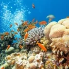 Coral reef scene in the Maldives