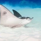 Eagle ray in the Maldives