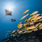 Eagle ray & shoal in the Maldives