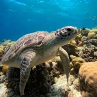 Green turtle in the Maldives
