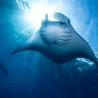 Manta ray in the Maldives