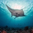 Manta ray in the Maldives