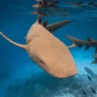 Nurse shark in the Maldives
