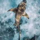 Nurse shark in the Maldives