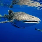 Whale shark in the Maldives