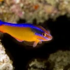 Cleaner wrasse in Musandam Peninsula, Oman