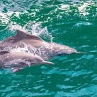 Dolphins in the Musandam Peninsula, Oman