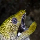 Green long-nosed moray eel in Musandam Peninsula, Oman