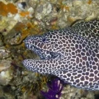Honeycomb moray eel in Musandam Peninsula, Oman