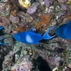 Red-toothed triggerfish in Musandam Peninsula, Oman