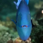 Red-toothed triggerfish in Musandam Peninsula, Oman