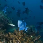 Red-toothed triggerfish in the Musandam Peninsula, Oman.