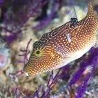 Solander's toby in Musandam Peninsula, Oman