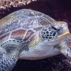 Turtle in the Musandam Peninsula, Oman.