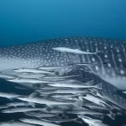 Whale shark in Musandam Peninsula, Oman