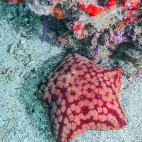 Cushion starfish in Musandam Peninsula, Oman