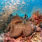 Anemonefish in the Northern Maldives Atolls.