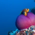 Anemonefish in the Northern Maldives Atolls.